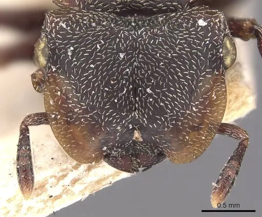 Cephalotes duckei specimen