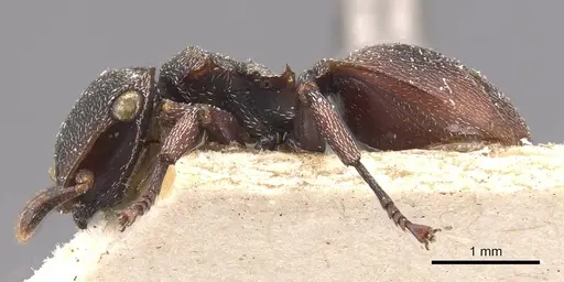Cephalotes duckei specimen