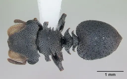 Cephalotes eduarduli specimen