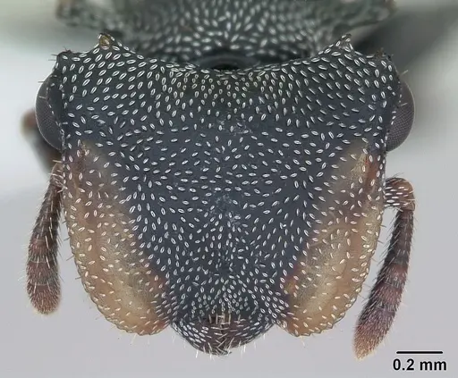 Cephalotes eduarduli specimen