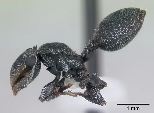 Cephalotes eduarduli specimen