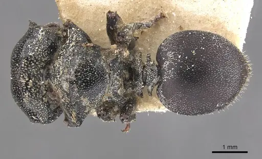 Cephalotes eduarduli - CASENT0909273