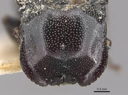 Cephalotes eduarduli - CASENT0909273