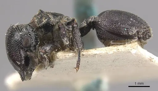 Cephalotes eduarduli - CASENT0909273