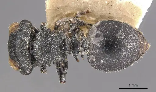 Cephalotes eduarduli - CASENT0909274