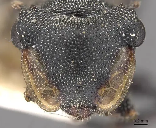 Cephalotes eduarduli - CASENT0909274