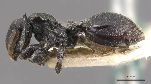 Cephalotes eduarduli - CASENT0909274