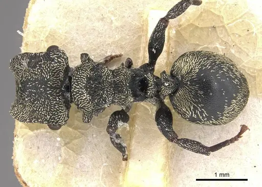 Cephalotes emeryi specimen