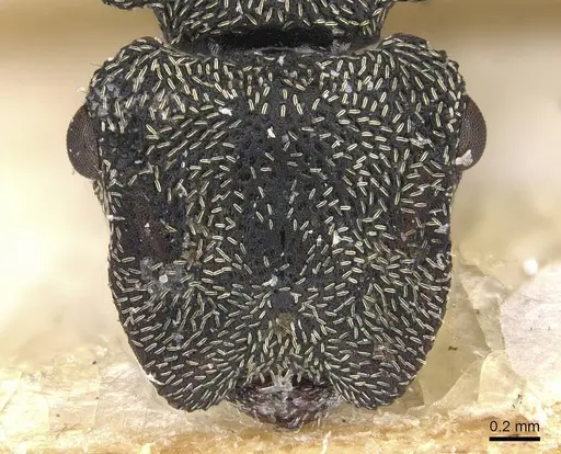 Cephalotes emeryi specimen