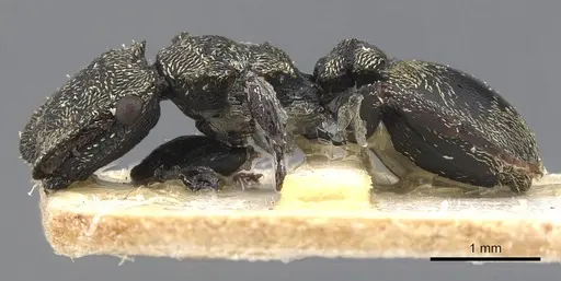 Cephalotes emeryi specimen