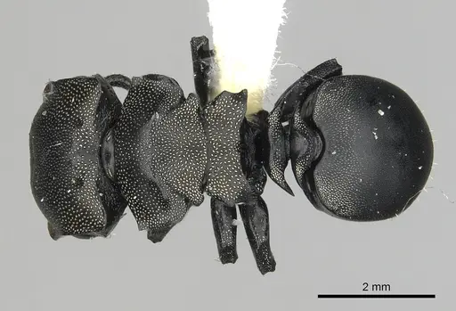Cephalotes femoralis specimen