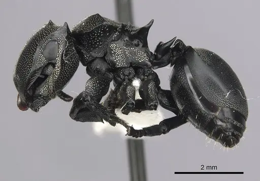 Cephalotes femoralis specimen