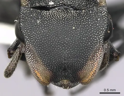 Cephalotes femoralis - CASENT0627943