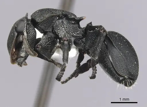 Cephalotes femoralis - CASENT0627943