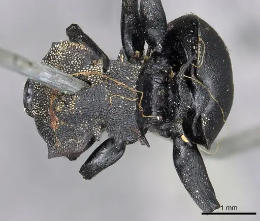Cephalotes femoralis - CASENT0901967