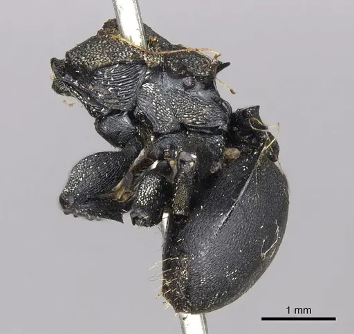 Cephalotes femoralis - CASENT0901967