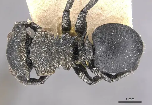 Cephalotes femoralis - CASENT0909270