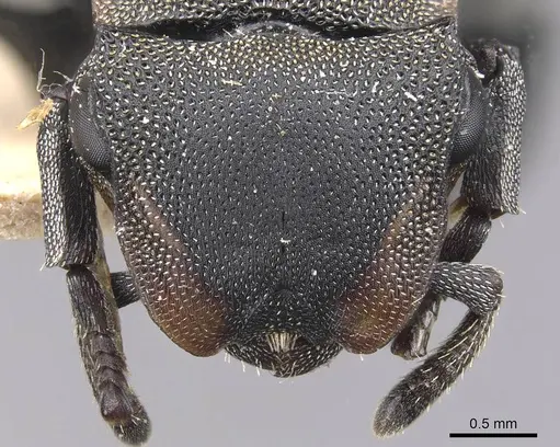 Cephalotes femoralis - CASENT0909270