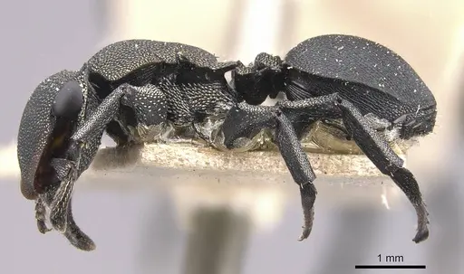 Cephalotes femoralis - CASENT0909270