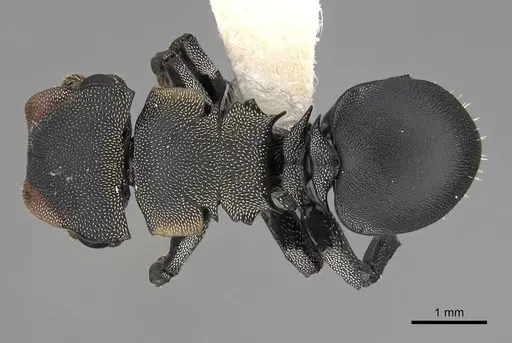 Cephalotes femoralis - CASENT0922602