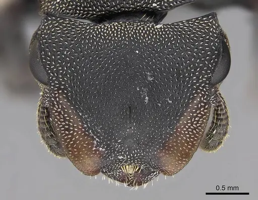 Cephalotes femoralis - CASENT0922602