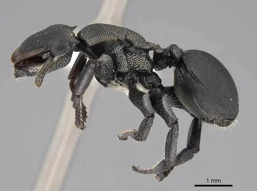 Cephalotes femoralis - CASENT0922602