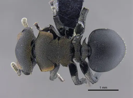 Cephalotes femoralis - CBUMAGENT41886