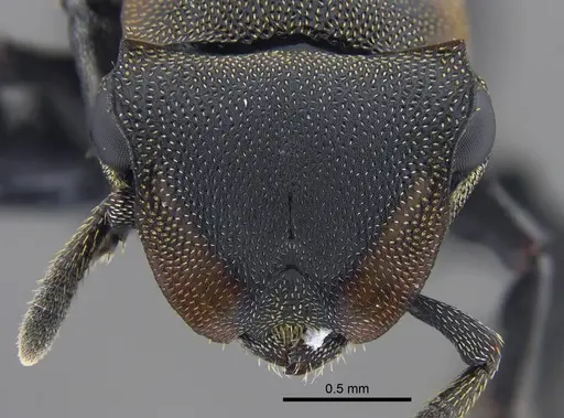 Cephalotes femoralis - CBUMAGENT41886