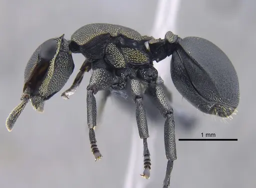 Cephalotes femoralis - CBUMAGENT41886