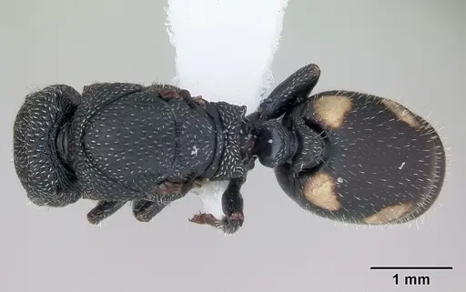 Cephalotes fiebrigi specimen
