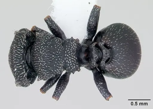Cephalotes fiebrigi - CASENT0173679