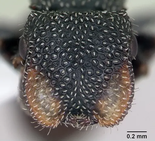 Cephalotes fiebrigi - CASENT0173679