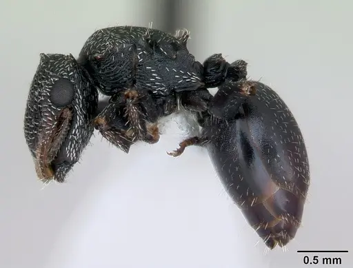 Cephalotes fiebrigi - CASENT0173679