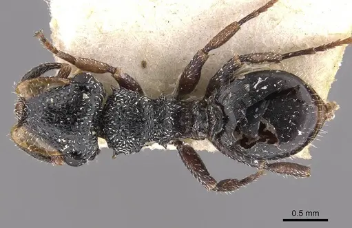 Cephalotes fiebrigi - CASENT0909289
