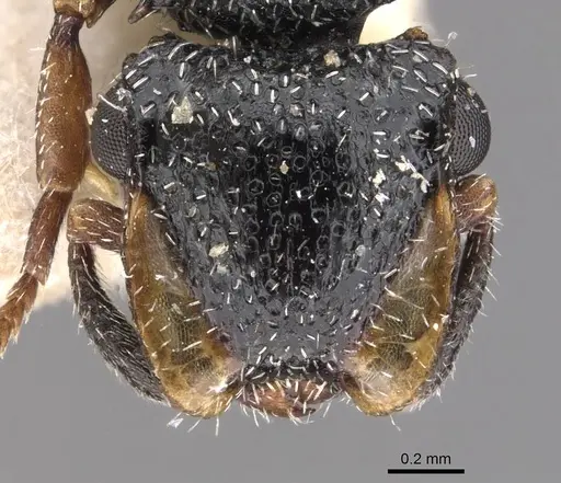 Cephalotes fiebrigi - CASENT0909289