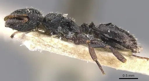 Cephalotes fiebrigi - CASENT0909289