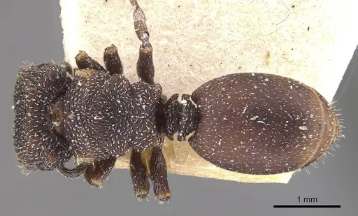 Cephalotes fiebrigi - CASENT0909290