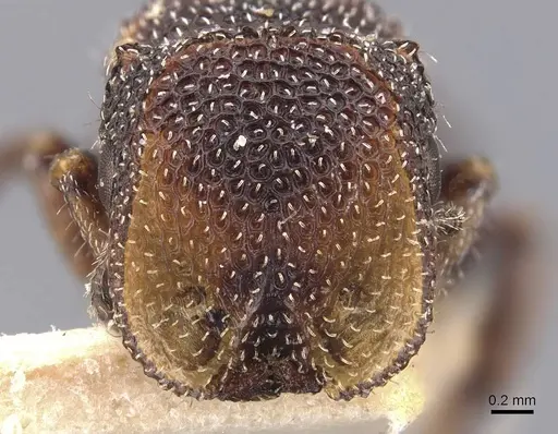 Cephalotes fiebrigi - CASENT0909290