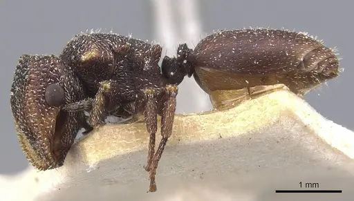 Cephalotes fiebrigi - CASENT0909290