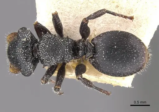 Cephalotes fiebrigi - CASENT0909291