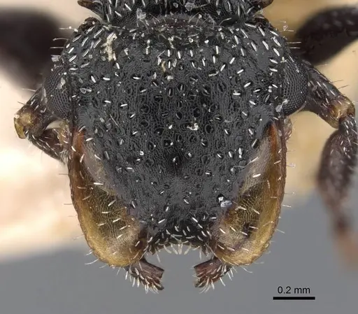 Cephalotes fiebrigi - CASENT0909291