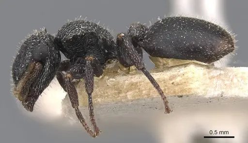 Cephalotes fiebrigi - CASENT0909291