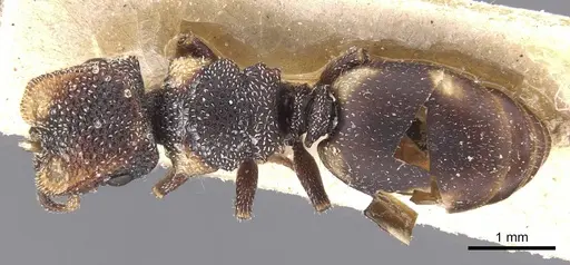 Cephalotes fiebrigi - CASENT0912595