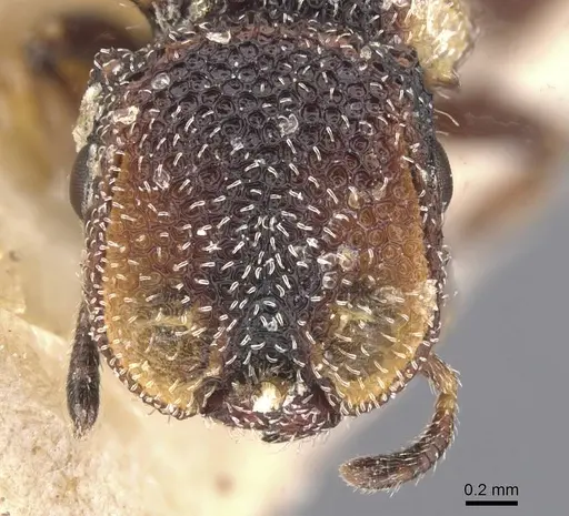 Cephalotes fiebrigi - CASENT0912595