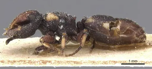 Cephalotes fiebrigi - CASENT0912595