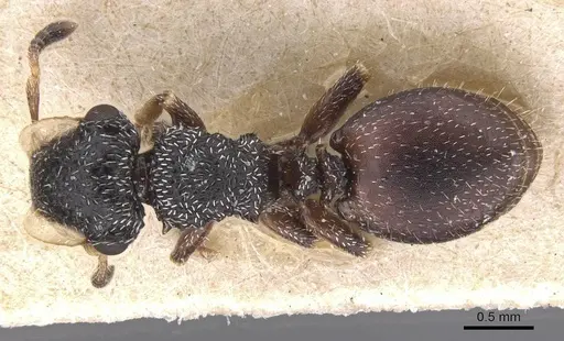 Cephalotes fiebrigi - CASENT0912596