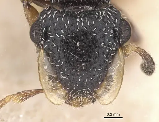Cephalotes fiebrigi - CASENT0912596
