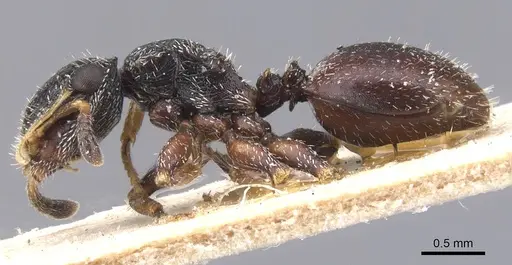 Cephalotes fiebrigi - CASENT0912596