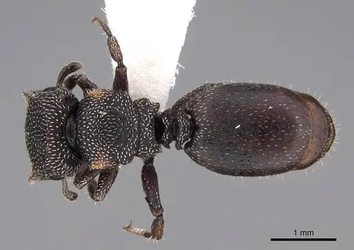Cephalotes fiebrigi - CASENT0922538