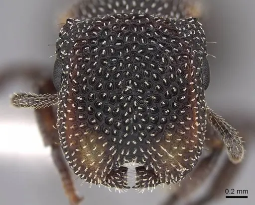 Cephalotes fiebrigi - CASENT0922538